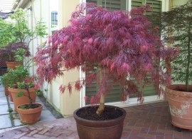 9119-garnet-japanese-maple