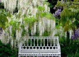 a91591c6d03ed13a07ab51efaf2cc9a6--white-wisteria-beautiful-gardens