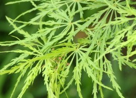 acer-palmatum-dissectum-2
