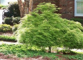 acer-palmatum-dissectum-viridis-1