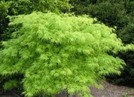 acer-palmatum-dissectum-viridis