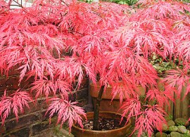 acer-palmatum-dissectum