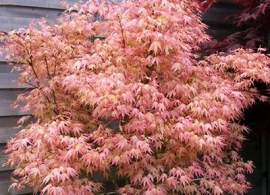 acer-palmatum-peaches-and-cream3