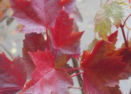 acer-rubrum-fairview-flame-p1104-7498_image