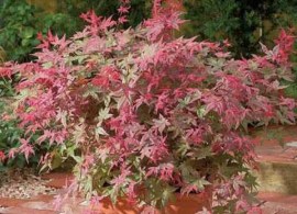 acer_beni_maiko-600_600