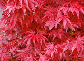 acer_palmatum_skeetersbroom