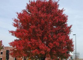 acer_rubrum_october_glory-1