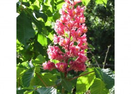aescules_carnea_brioti