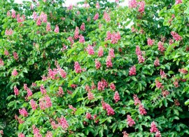 aesculus-x-carnea-briotii-agm-in-mid-may-b14c9k