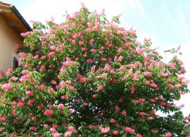 aesculus_x_carnea_briotti_5