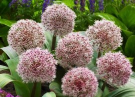 allium-karataviense_800x800px_visi115159