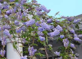 amathyst_falls_wisteria_2_fgt