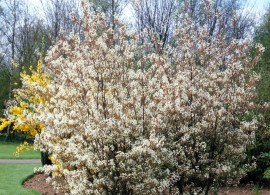 amelanchier-lamarckii-agm-trs007056-x243g4