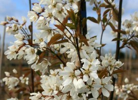 amelanchier-snowflake-flower