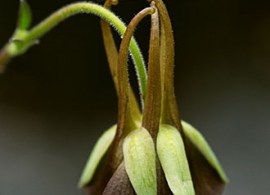 aquilegia_viridiflora