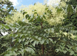 aralia-elata-02