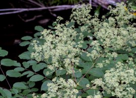 aralia-racemosa