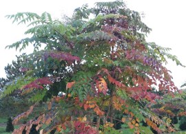 aralia_elata