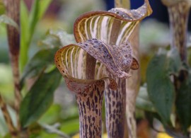 arisaema-nepenthoides2