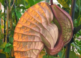 aristolochia_grandiflora1