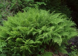 athyrium-filix-femina1kochedyzhnik-zhenskij