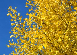 autumn_gold_ginkgo_biloba_4_fgt