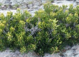 bayberry_with_fruit_ocean-324x324