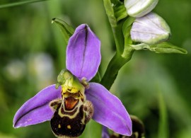 bee-orchid-ophrys-apifera-a-very-adorable-looking-plant-v0-1tn4yf7q82wd1