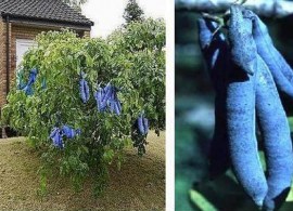 blaugurke21