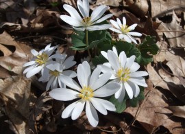 bloodroot_--_spring_ephemeral