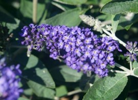 budblue_2012