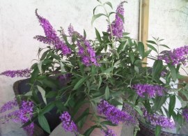 buddleja-davidii-sophie.2_f