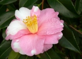 c._x_vernalisshibori-egao_flor1_shibori-egao_0213__flor04