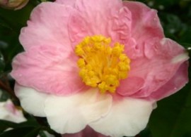 c._x_vernalisshibori-egao_flor3_shibori-egao_0213__flor04_(3)