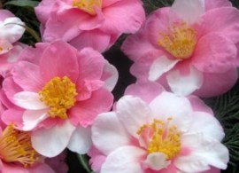 c._x_vernalisshibori-egao_general1_shibori-egao_0213__flor04_(1)