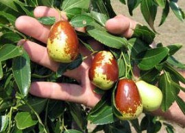 c7f018588599ad54d24a0850882f94c2--delicious-fruit-desert-gardening