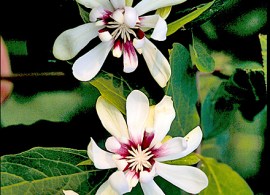 calycanthus__venus_