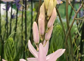 camassia-leichtlinii-pink-star-1