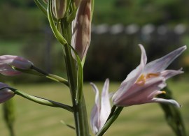 camassia-leichtlinii-pink-star-4