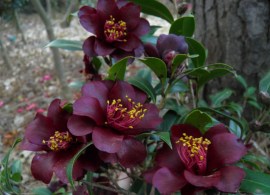 camellia-night-rider