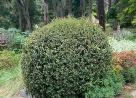 chilean-guava-wchg-04
