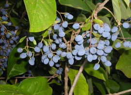 chionanthus-fruit