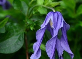 clematis-little-artist