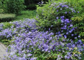 clematis_arabella_981666