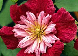 clematite-avant-gardetm-evipo033n