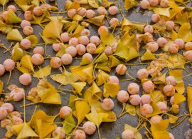 content_gingko_biloba_nut1