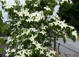 cornus-kousa-white-fountain-tree-p4223-32548_image