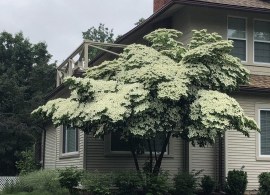 cornus-kousa