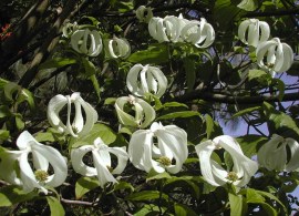 cornus_florida_urbiniana_7969