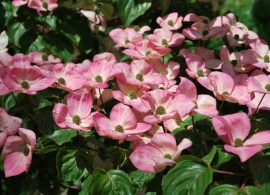 cornuskousasatomi10